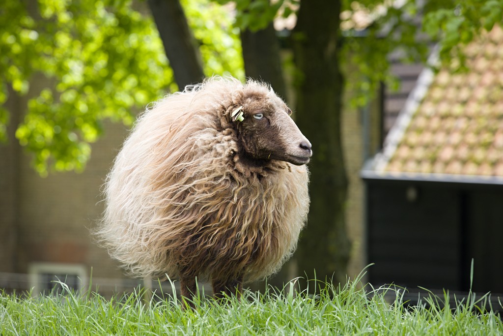 schaap ovis aries landbouw veeteelt industrie vee polder agrarisch agricultuur milieu klimaat stikstof co2 bio ecologisch biologisch natura2000 planetproof natura 2000 veehouderij